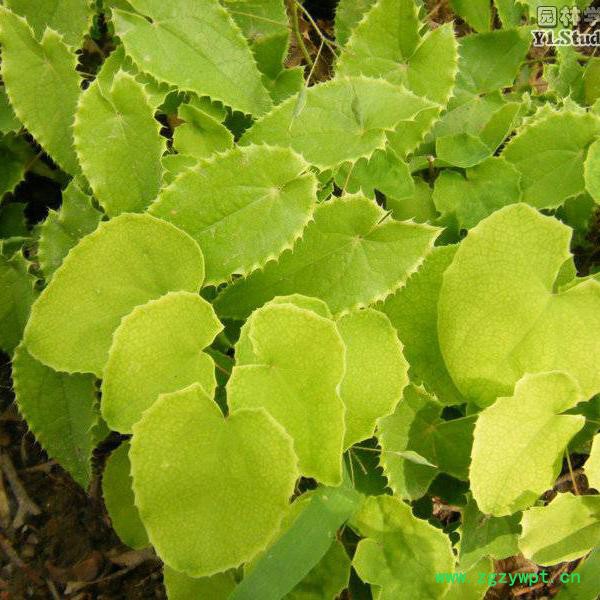 现货供应高纯度淫羊藿提取物 淫羊藿单甙/苷98% 489-32-7 10克/袋，欢迎咨询订购 淫羊藿苷图5