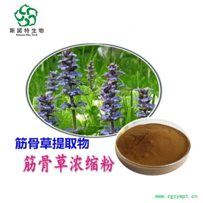 斯诺特生物 筋骨草提取物 筋骨草粉 可定制 20:1 10:1图4