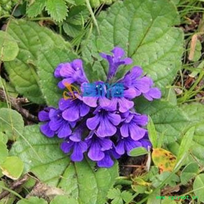 筋骨草速溶粉 筋骨草浓缩粉 生产厂家 斯诺特图4