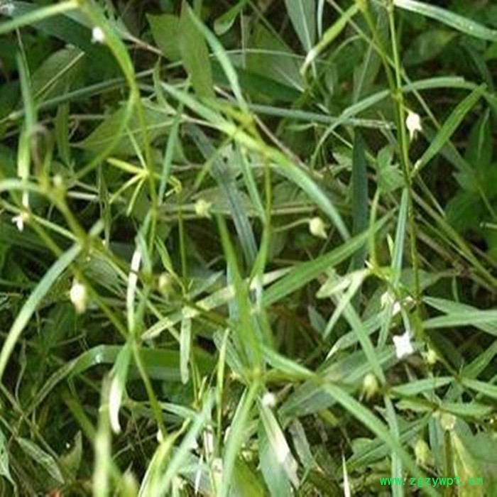 斯诺特 白花蛇舌草速溶粉 白花蛇舌草浓缩粉 生产厂家图2