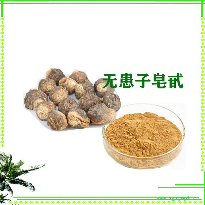 无患子皂甙  40%  80% 无患子提取物 无患子粉图2