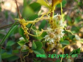 菟丝子提取物10：1 保健品原料  菟丝子提取物