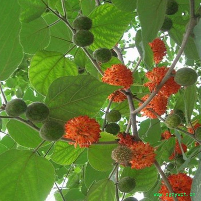 楮实子速溶粉 楮实子浓缩粉 生产厂家 斯诺特图5