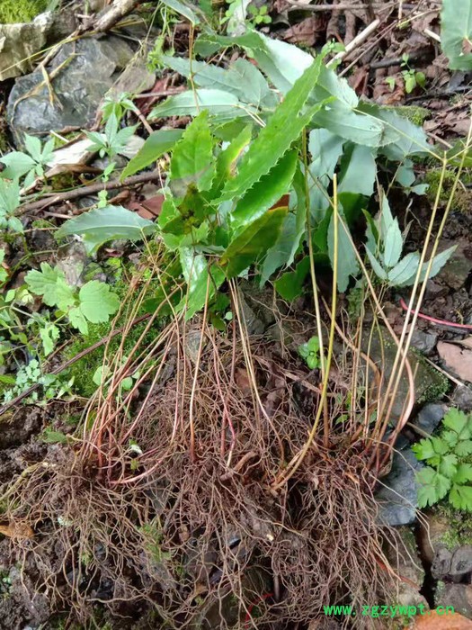 银鸿农业淫羊藿种苗淫羊藿种苗批发促销价格产地价格 淫羊藿,淫羊藿种苗批发,淫羊藿种植技术,图2