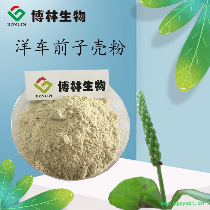 洋车前子壳粉 现货直销 1kg包邮起售 圆苞车前子壳粉 洋车前子壳纯粉图3