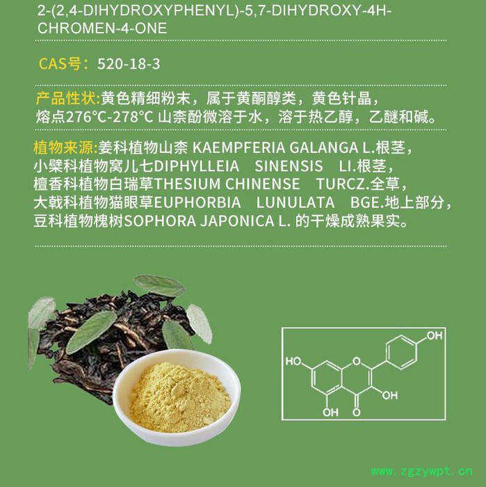 山柰酚98% 槐角提取物 CAS:520-18-3 kaempferol 现货 10g/袋图3