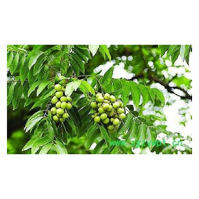 无患子提取物无患子皂苷