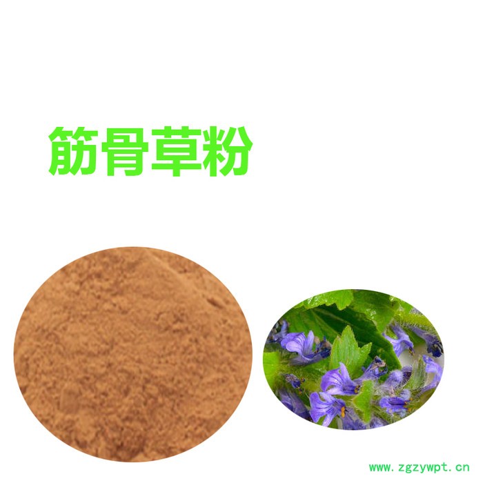 甘肃斯诺特 筋骨草粉 全国包邮 筋骨草速溶粉图4