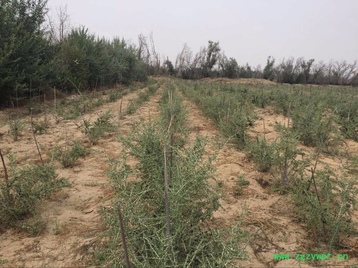 优种农业现货批发礼品定制甘肃特产黑枸杞子 黑枸杞批发 **黑枸杞子图6