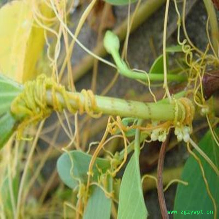 斯诺特 菟丝子粉 菟丝子喷雾干燥粉 生产厂家图5