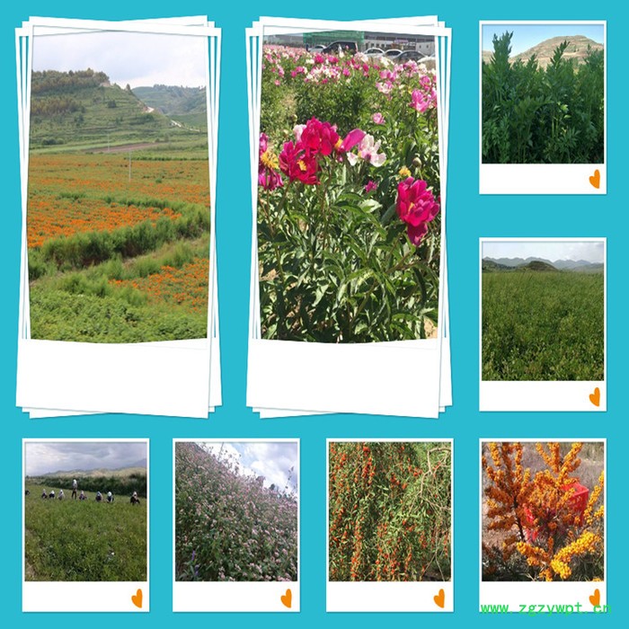 斯诺特 菟丝子粉 菟丝子喷雾干燥粉 生产厂家图7