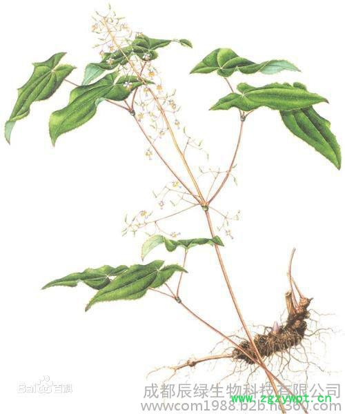 成都辰绿生物 淫羊藿提取物10%  量大从优图2