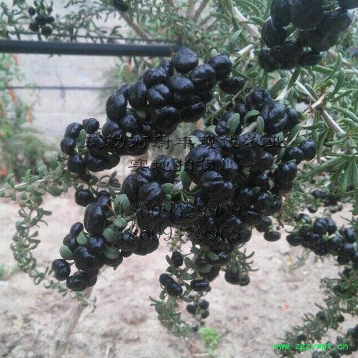 甘肃疏勒河蔚丰 黑果枸杞 高品质黑枸杞 黑枸杞批发 枸杞子图3