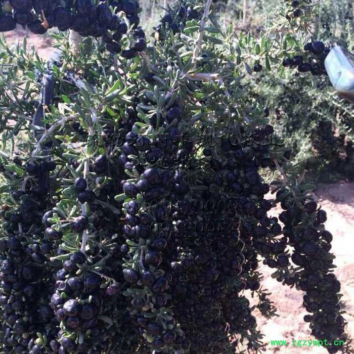 甘肃疏勒河蔚丰 黑果枸杞 高品质黑枸杞 黑枸杞批发 枸杞子