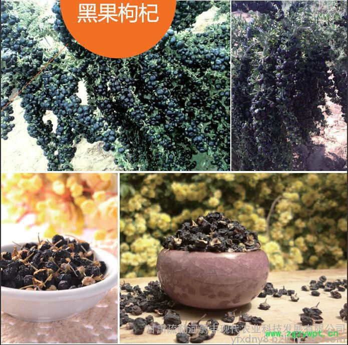 甘肃疏勒河蔚丰 黑果枸杞 高品质黑枸杞 黑枸杞批发 枸杞子图2