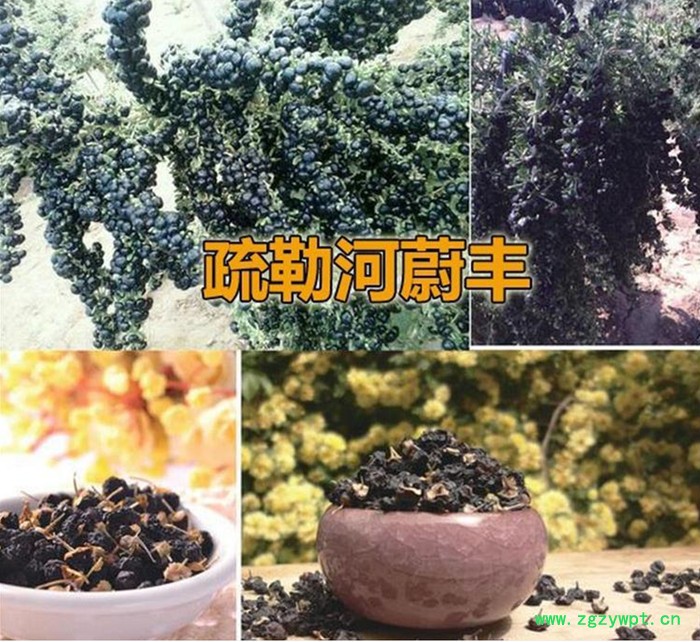 黑枸杞 **大果黑枸杞 8mm黑枸杞子 大果黑枸杞图2