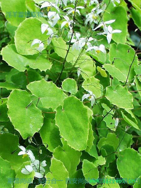 尚诚生物 淫羊藿提取物 淫羊藿甙10-98%