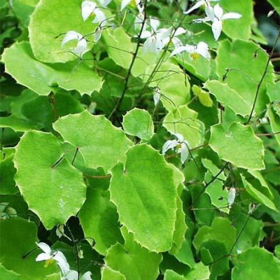 尚诚生物 淫羊藿提取物 淫羊藿甙10-98%