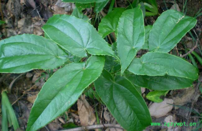 淫羊藿单甙 补肾壮阳图2