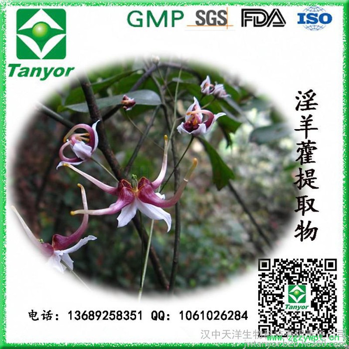 **供应 淫羊藿提取物 淫羊藿单甙图2