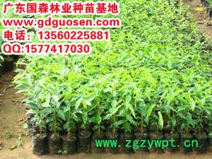 供应国森林业国森林业土沉香，土沉香种苗，土沉香价值图2