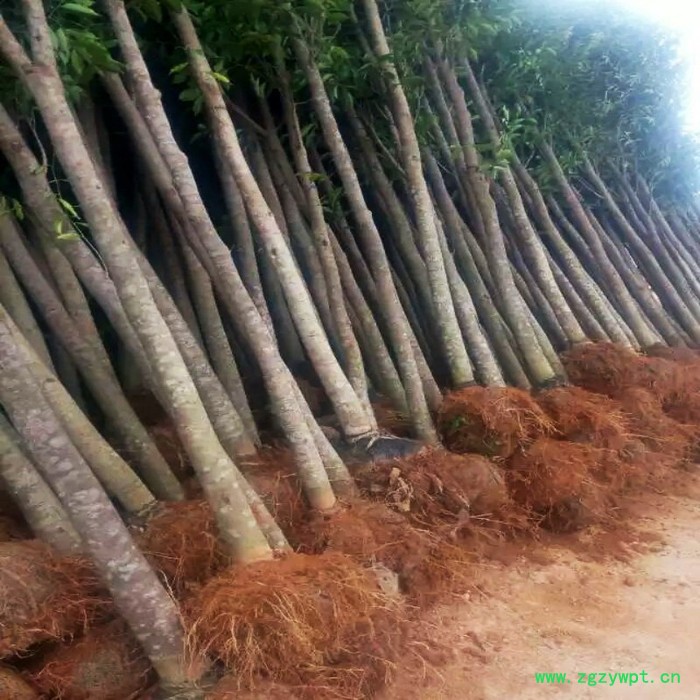 供应海南cxdb1沉香大杯**沉香大杯 挖土沉香 沉香树 沉香佛珠 沉香大杯**沉香大杯,沉香批发图4