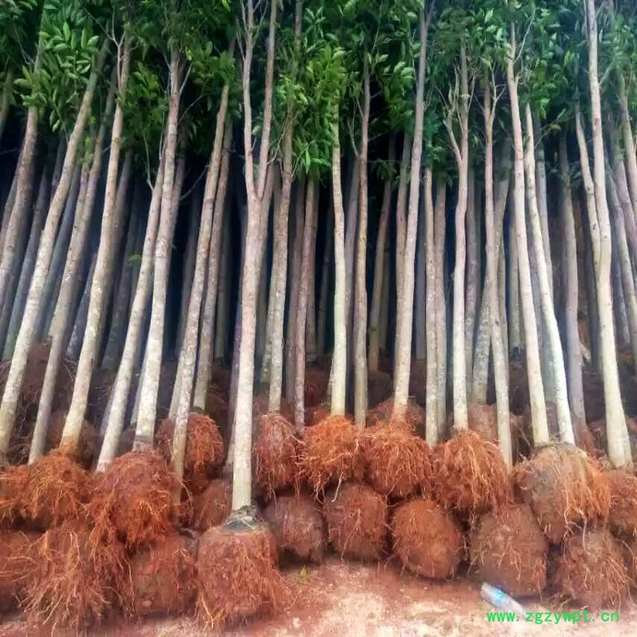 供应海南cxdb1沉香大杯**沉香大杯 挖土沉香 沉香树 沉香佛珠 沉香大杯**沉香大杯,沉香批发图5