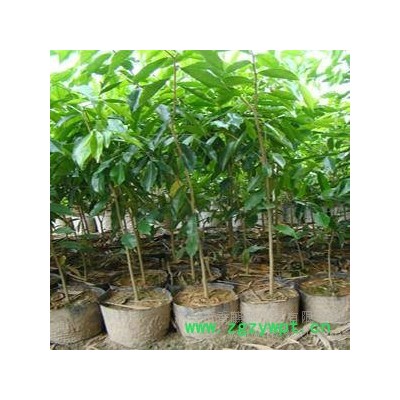 供应海南cxdb1沉香大杯**沉香大杯 挖土沉香 沉香树 沉香佛珠 沉香大杯**沉香大杯，沉香批发