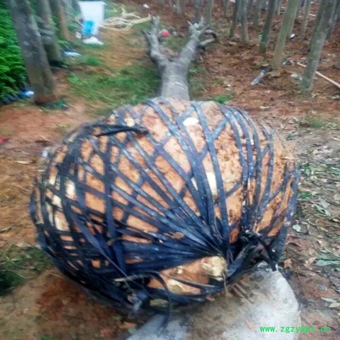 供应海南cxdb1沉香大杯**沉香大杯 挖土沉香 沉香树 沉香佛珠 沉香大杯**沉香大杯,沉香批发图2