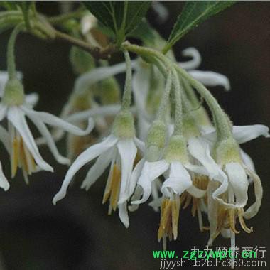 批发安息香线香伊朗进口拙贝罗香和合香/修法香养生香/辟邪香定制图2