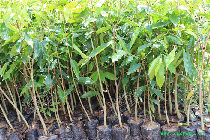 供应兴达苗木土沉香苗苗木 果苗 土沉香   兴达