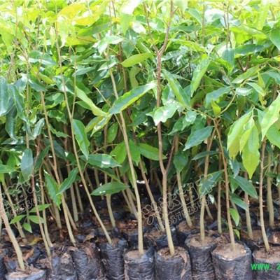 供应兴达苗木土沉香苗苗木 果苗 土沉香   兴达