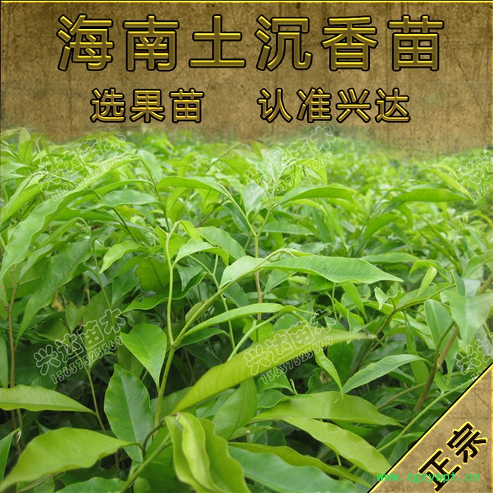 供应兴达苗木土沉香苗苗木 果苗 土沉香   兴达图3