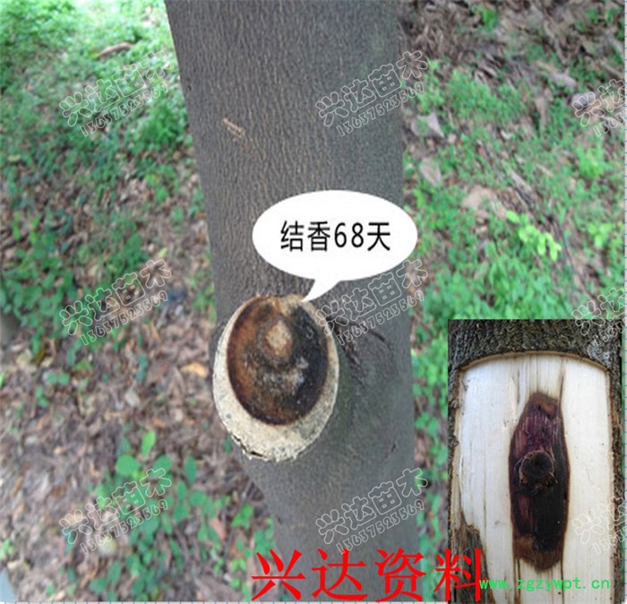 供应兴达苗木土沉香苗苗木 果苗 土沉香   兴达图2