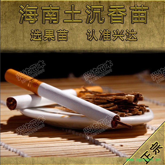 供应兴达苗木 供应 沉香苗  海南土沉香苗  海南本土深山沉香苗图2