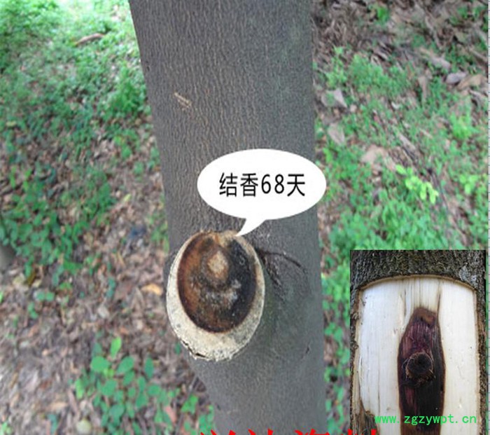 供应兴达苗木 供应 沉香苗  海南土沉香苗  海南本土深山沉香苗图3