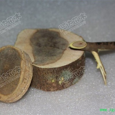 供应兴达苗木 供应 沉香苗  海南土沉香苗  海南本土深山沉香苗