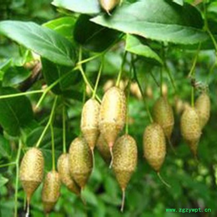 斯诺特 安息香速溶粉 安息香浓缩粉 厂家发货图7