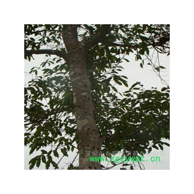 供应宫锁沉香 沉香如屑 沉香的鉴定挖土沉香 沉香树  沉香佛珠 沉香风景树