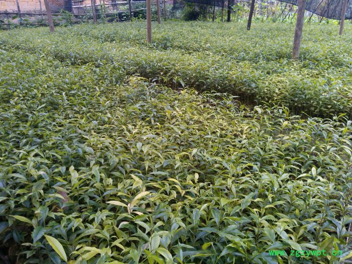 供应宫锁沉香 沉香如屑 沉香的鉴定挖土沉香 沉香树  沉香佛珠 沉香风景树图3