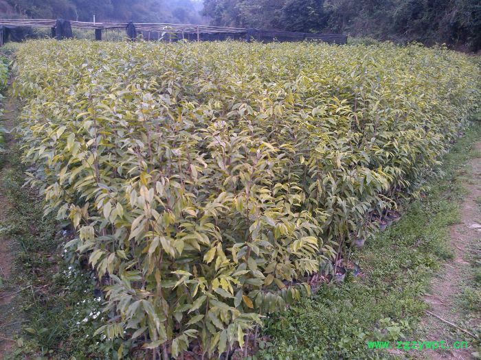 供应宫锁沉香 沉香如屑 沉香的鉴定挖土沉香 沉香树  沉香佛珠 沉香风景树图2