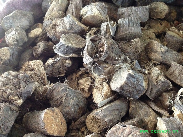 大地物产 新疆阿魏根