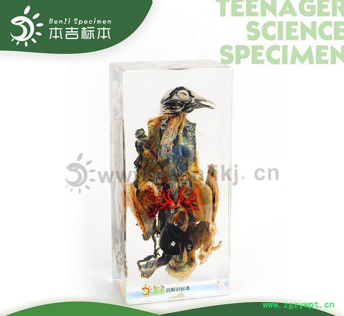 本吉人工琥珀树脂有机包埋动物标本 43004-鸽解剖标本图2