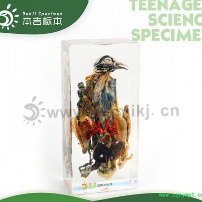 本吉人工琥珀树脂有机包埋动物标本 43004-鸽解剖标本