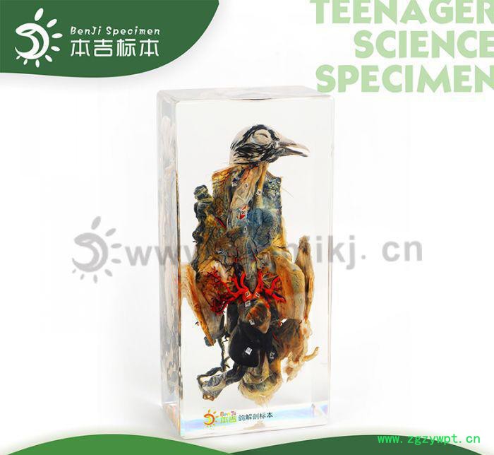本吉人工琥珀树脂有机包埋动物标本 43004-鸽解剖标本图3