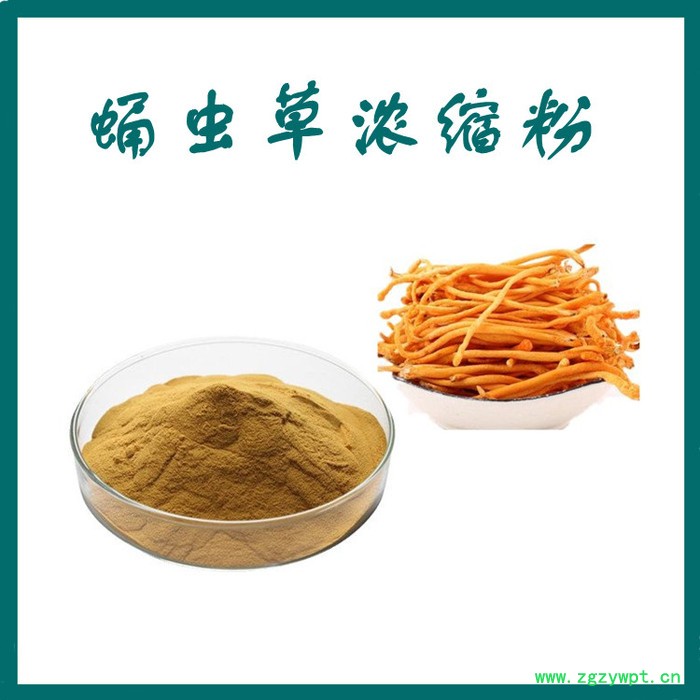蛹虫草提取物 可定制 水溶 蛹虫草浓缩粉厂家 蛹虫草多糖图2