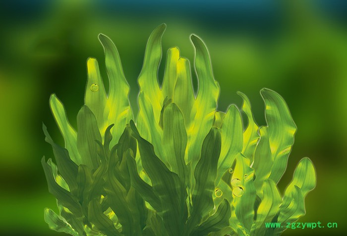 海藻粉 水溶 可定制 海藻提取物厂家图3