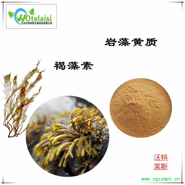 褐藻糖胶 海藻多糖 岩藻多糖 褐藻多糖酯 岩藻提取物图3