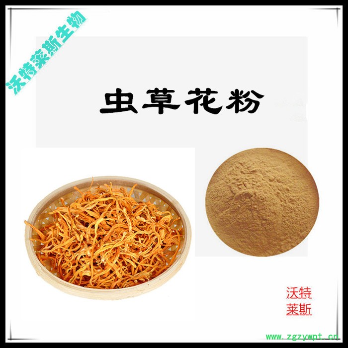 虫草花粉98% 虫草花提取物 虫草多糖图6