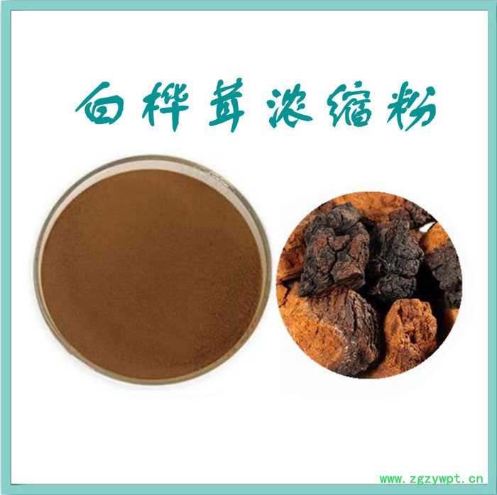 白桦茸粉 水溶 可定制 白桦茸提取物厂家图3